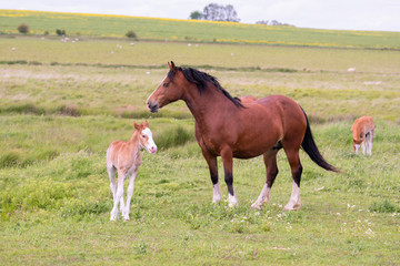 Mare and Foal stood with each other in a field grazing