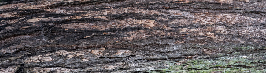 Panorama of the bark of deciduous tree bark. Embossed texture of gray tree bark.