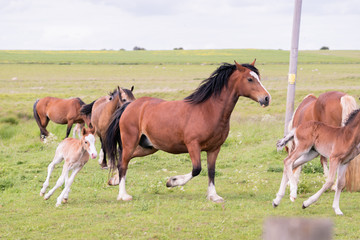 Mare and Foal running alongside each other