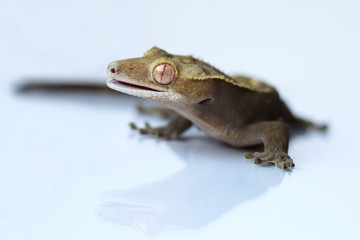 The crested gecko (Correlophus ciliatus)