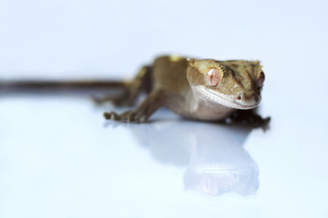 The crested gecko (Correlophus ciliatus)