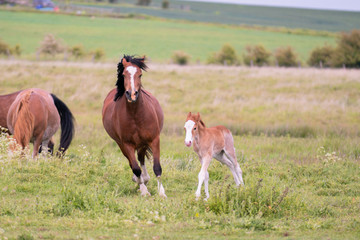 Mare and Foal running through the fields together