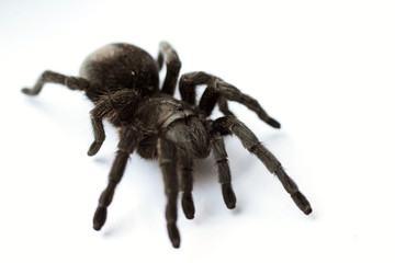 The Grammostola pulchra (Brazil tarantula)