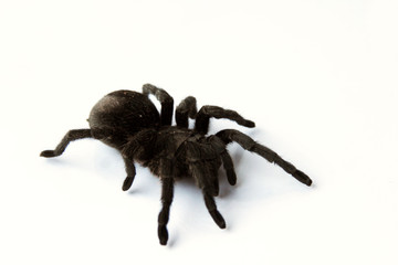 The Grammostola pulchra (Brazil tarantula)