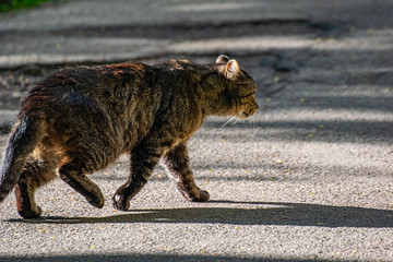 tabby street cat goes hunting at sunset. Wildlife in the city.