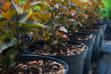 Many different young plants in pots in a nursery garden