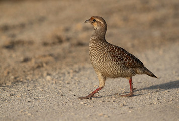 Portrait of a Grey francolin at Hamala, Bahrain