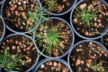 Saplings coniferous trees in pots in plant nursery