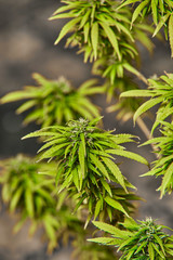 Cogollo de Marihuana 10