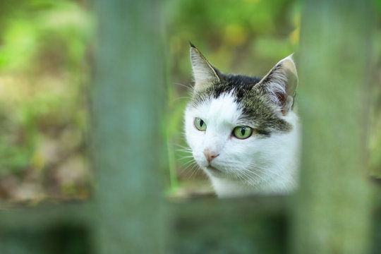 country cat outdoor closeup photo walking on green grass background