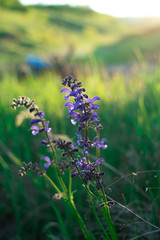 wild flowers in the meadow