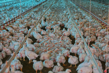 slaughter chicken farm
