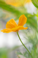 Fototapeta na wymiar Close up of a poppy in the garden