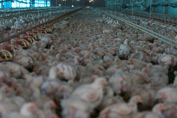 slaughter chicken farm