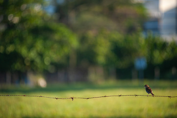A small bird perched on a barbed wire with a green background formed by trees.