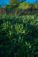 green grass in the forest