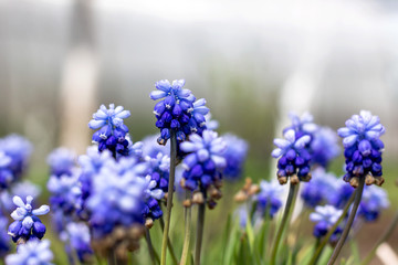 beautiful meadow Bright blue blossoms of Armenian muskari close-up
