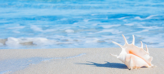 Obraz na płótnie Canvas sea shells on tropical sand turquoise sea, summer vacation travel concept