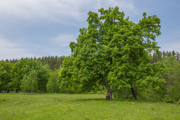 Fototapeta na wymiar oak in a spring green meadow, in the background a forest