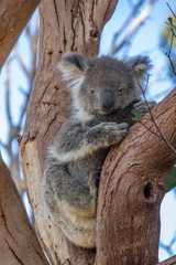 A Koala in a Tree
