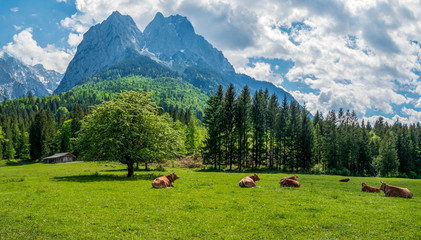 Beautiful hiking day in Bavaria with deep green grass and happy cows