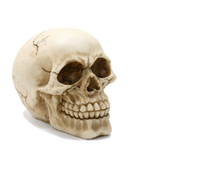 Excellent reproduction of a human skull with clearly visible tee