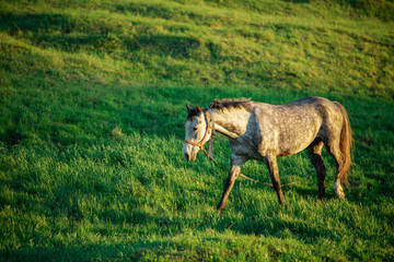 horse in the field