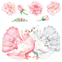 Watercolor set with pink flowers and doves, romance, love, dove of peace