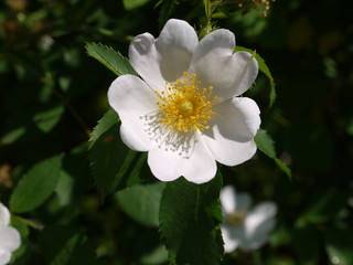 Obraz premium Blüten im Mai