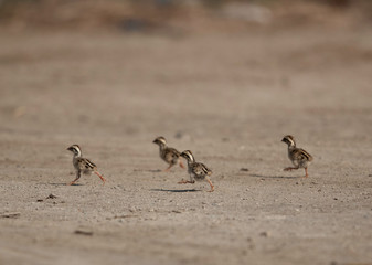 Grey francolin chicks running away at Adhari, Bahrain