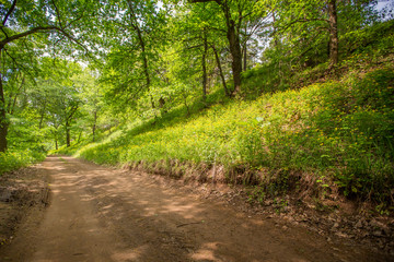 country dirt road in the forest