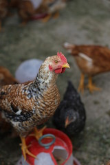 free range chicken