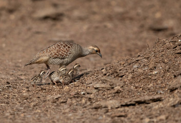 Grey francolin fedding her chicks at Adhari, Bahrain