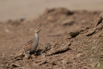 Grey francolin with chicks at Adhari, Bahrain