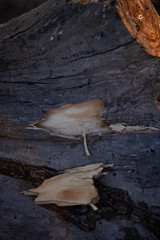 close up of a tree trunk