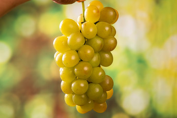 grapes harvest in farmer hand