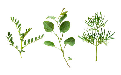 Set of twigs with green leaves of wild plants