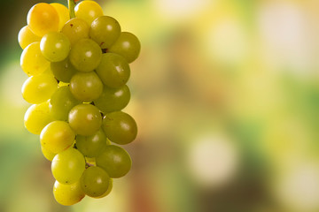 grapes harvest in farmer hand