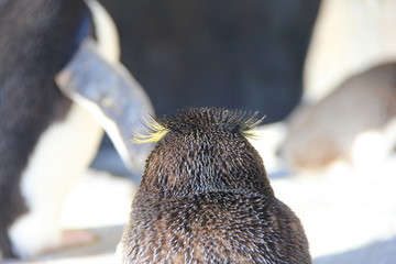 ミナミイワトビペンギンの後頭部
