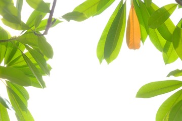 Devil tree leaves with branches and day light on white isolated background for green foliage backdrop and copy space