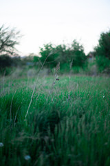 morning dew on the grass