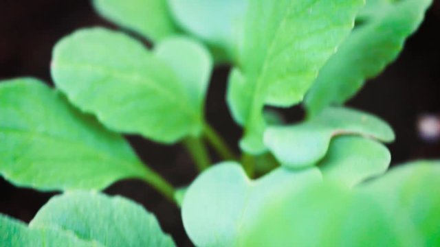 overview flight over young radis leaf