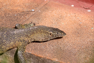 Huge monitor lizard in Africa