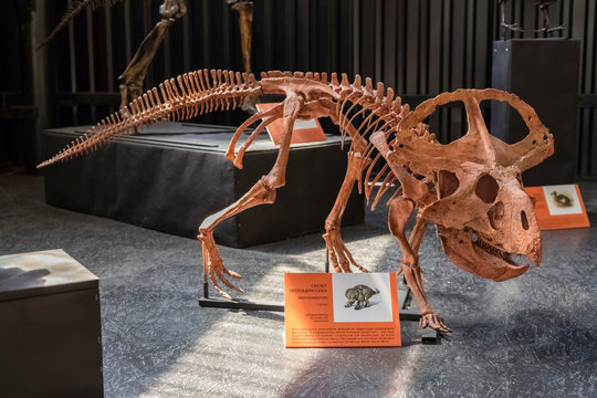 Museum of Natural History. skeleton of protoceratops. Herbivorous dinosaur living in the territory of modern Mongolia
