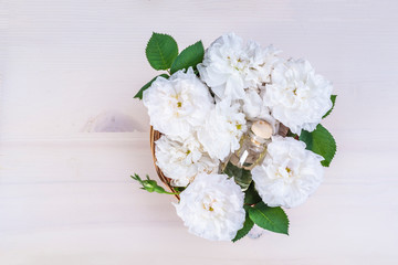 White Damask Rose flowers (Rosa damascena)
