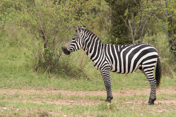 Fototapeta na wymiar A portrait of a Zebra, Masai Mara, Kenya