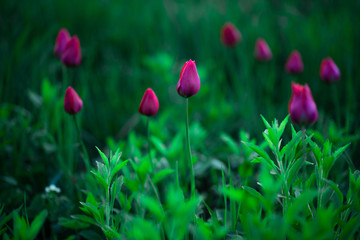 pink tulips in spring