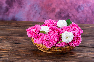 Pink Damask Rose flowers (Rosa damascena)