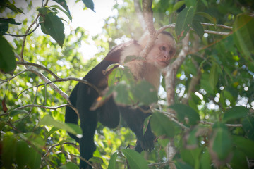 mono capuchino en la copa de un árbol
