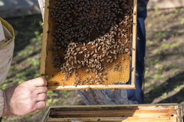 A beekeeper inspects the frame at the apiary. Beehives with bees. Close up view of the opened hive body showing the frames populated by honey bees. Apiary